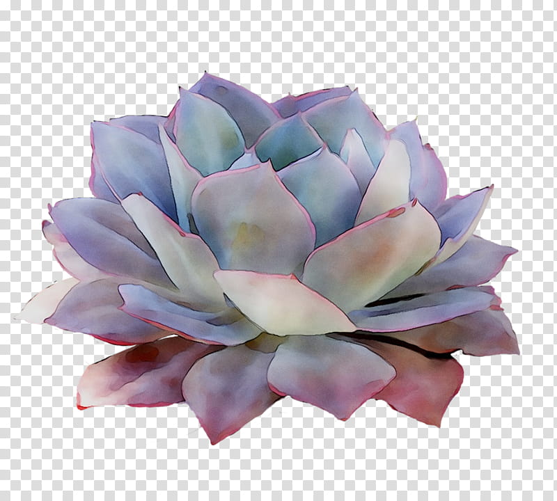 Pink Flower, Purple, Cut Flowers, Echeveria, Plant, White Mexican Rose, Petal, Agave transparent background PNG clipart