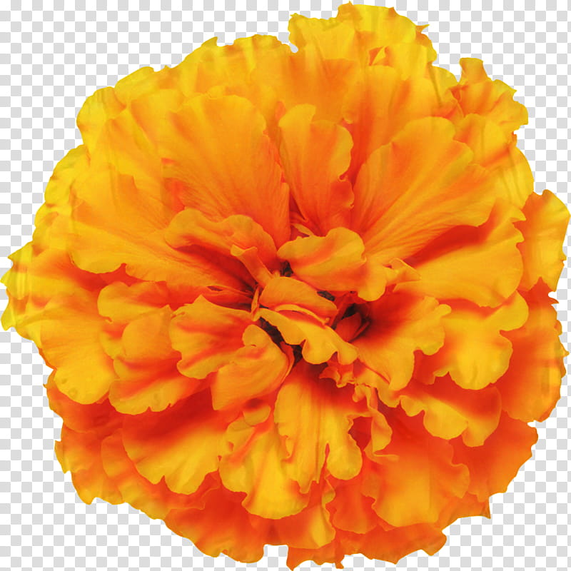 Flowers, Mexican Marigold, Glebionis Segetum, Pot Marigold, Annual Plant, Orange, Chrysanthemum, Officinalis transparent background PNG clipart