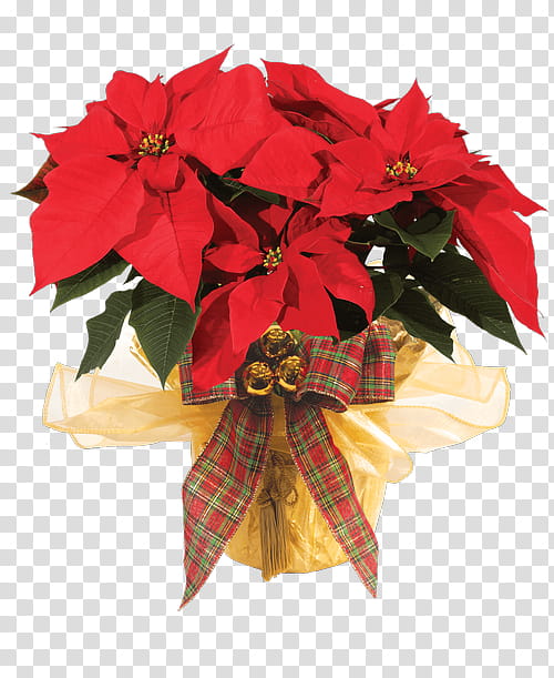 Christmas decoration, Flower, Poinsettia, Red, Plant, Petal, Impatiens, Perennial Plant transparent background PNG clipart