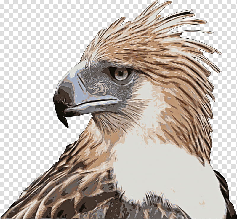 philippine eagle flying drawing