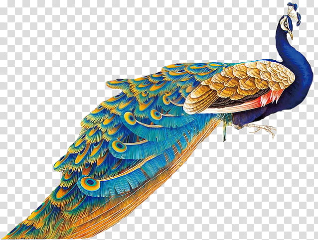 blue and gold peacock illustration transparent background PNG clipart