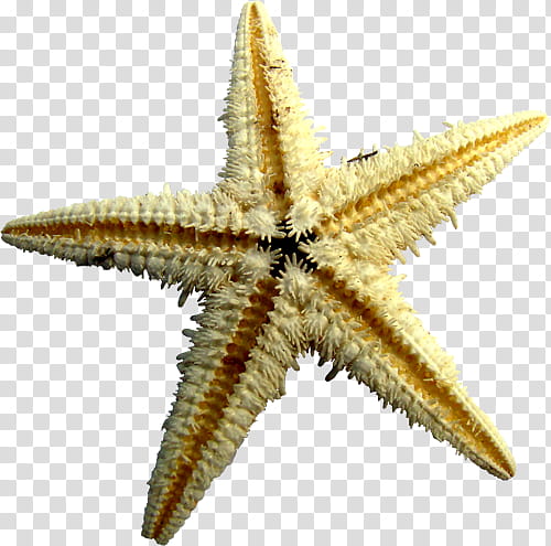 shells , yellow starfish transparent background PNG clipart