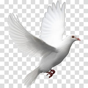 cute animals s, white pigeon illustration transparent background PNG clipart