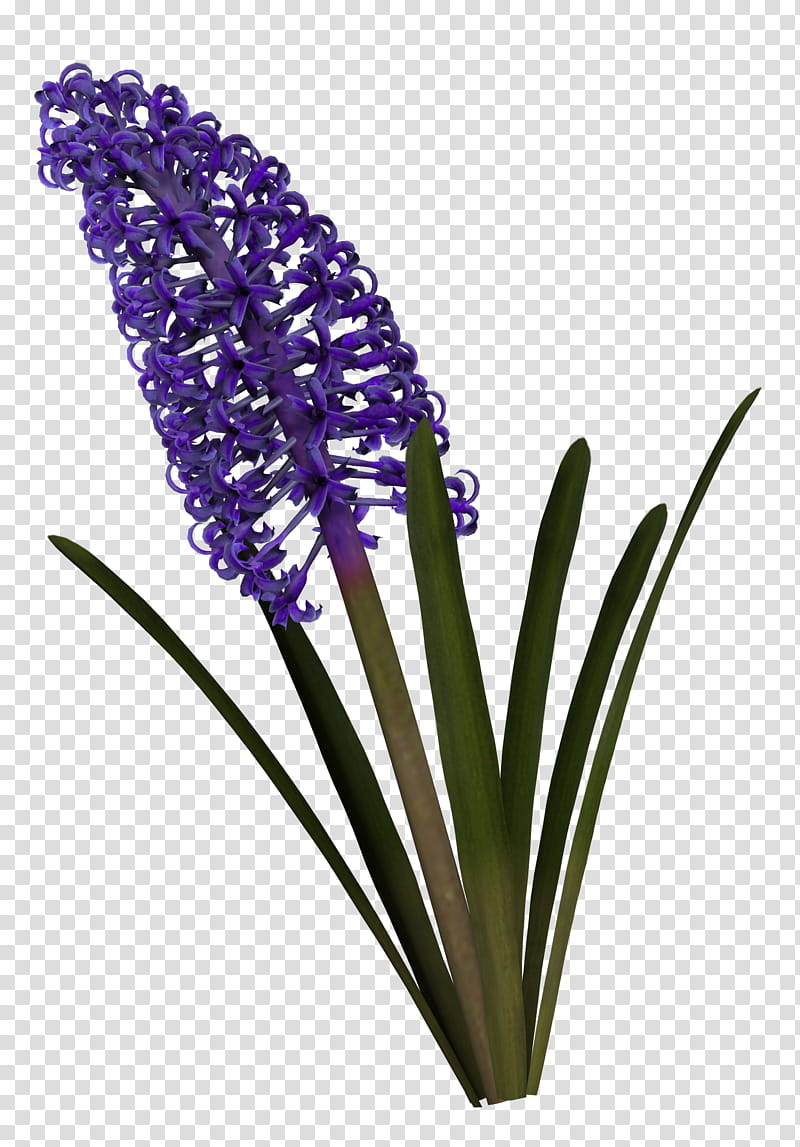 Hyacinth, purple petaled flower transparent background PNG clipart
