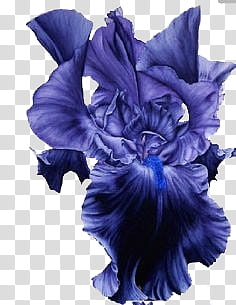 , purple iris flower art transparent background PNG clipart