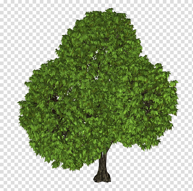 D Trees , green-leaf tree transparent background PNG clipart