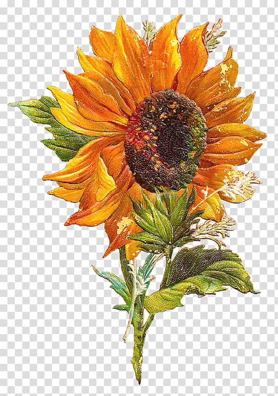 Harvest Time s, yellow sunflower illustration transparent background PNG clipart