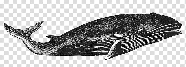 mochizuki  animals, blue whale illustration transparent background PNG clipart