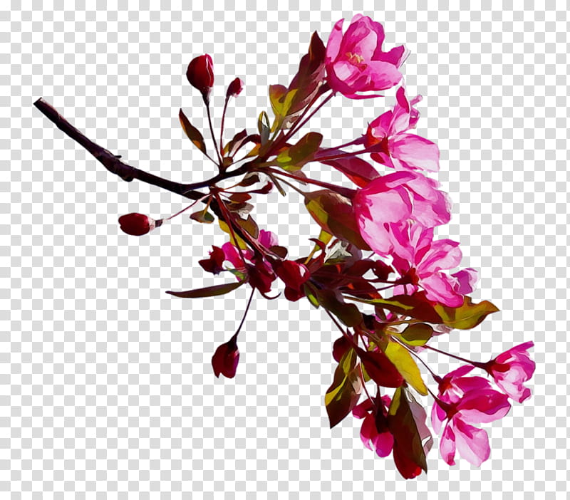 Cherry Blossom Tree Drawing, Shrub, Cherries, Flower, Rose, Branch, Plant, Twig transparent background PNG clipart