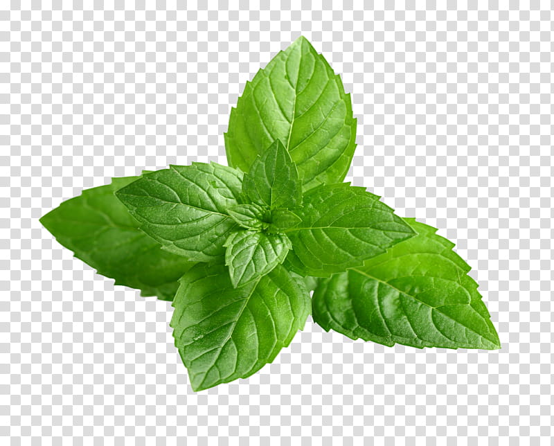 Lemon Leaf, Peppermint, Herb, Menthol, Tea, Spearmint, Essential Oil, Herbal Tea transparent background PNG clipart