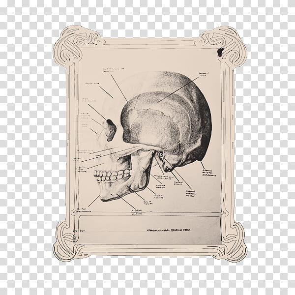 Vintage , human skull sketch transparent background PNG clipart