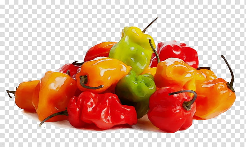 natural foods food habanero chili bell peppers and chili peppers plant, Watercolor, Paint, Wet Ink, Vegetable, Ingredient, Yellow transparent background PNG clipart