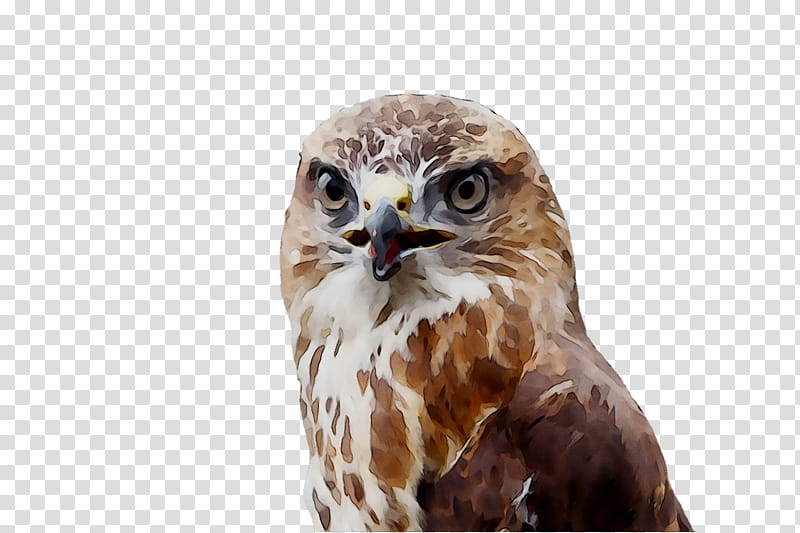 Owl, Hawk, Buzzard, Common Buzzard, Beak, Bird, Bird Of Prey, Accipitridae transparent background PNG clipart