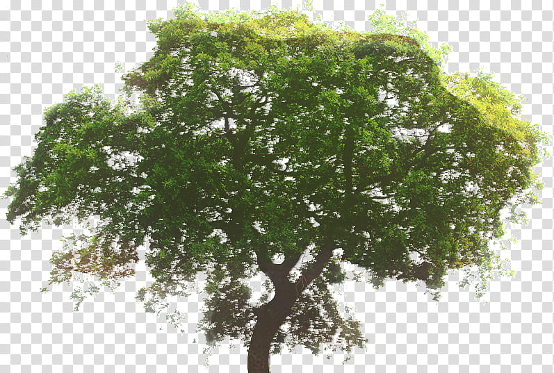 Red Maple Tree, Wood, Hardwood, White Oak, Wood Flooring, Geni, Genealogy, Northern Red Oak transparent background PNG clipart