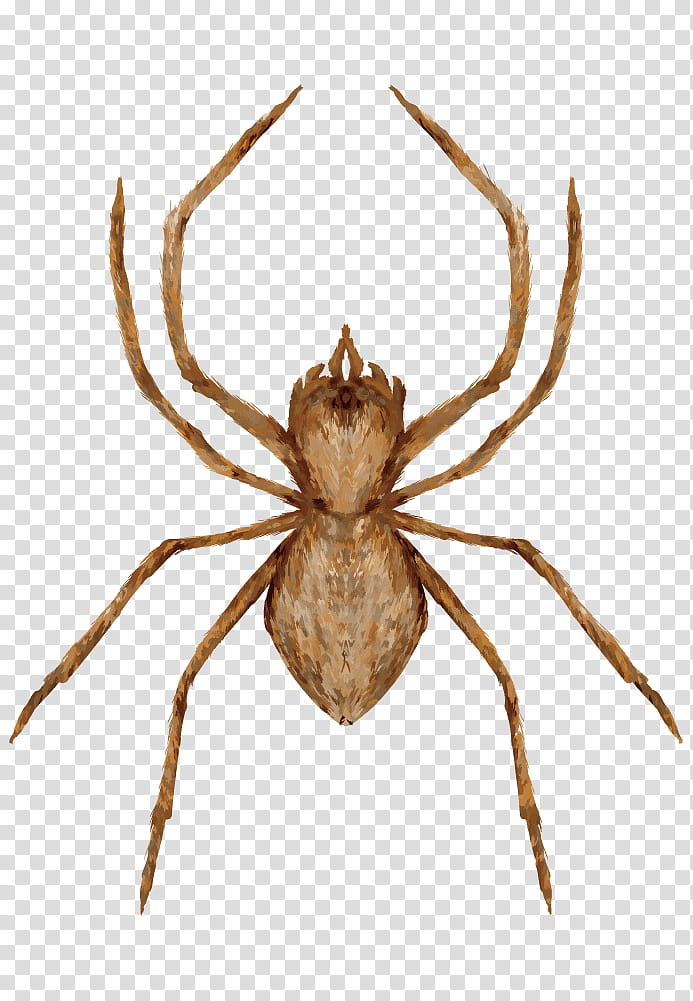 Cartoon Spider, European Garden Spider, Barn Spider, Tangle Web Spider, Wolf Spider, Hobo Spider, Brown Recluse Spider, Arachnophobia transparent background PNG clipart