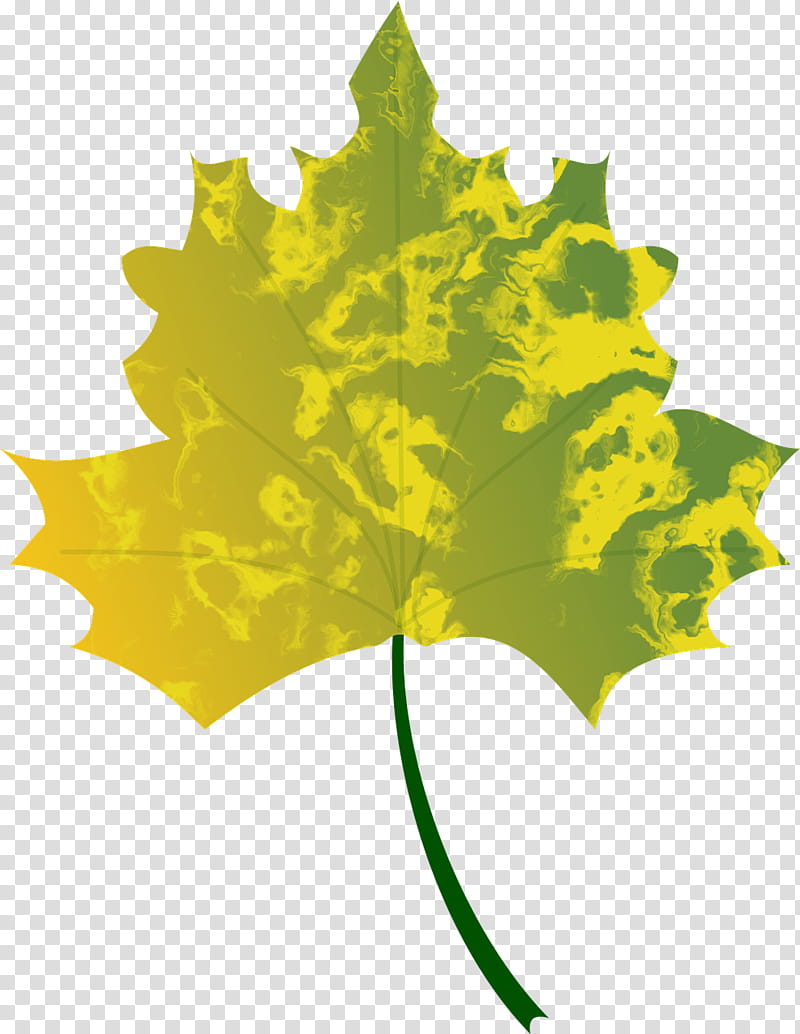 Red Maple Tree, Autumn Leaf Color, Plants, Sugar Maple, Yellow, Maple Leaf, Abscission, Green transparent background PNG clipart