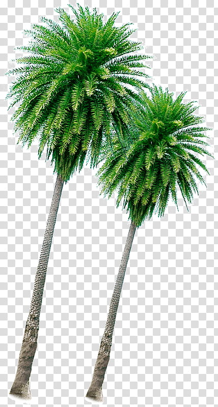 Coconut Tree, Palm Trees, Plant, Arecales, Sabal Palmetto, Desert Palm, Roystonea, Woody Plant transparent background PNG clipart