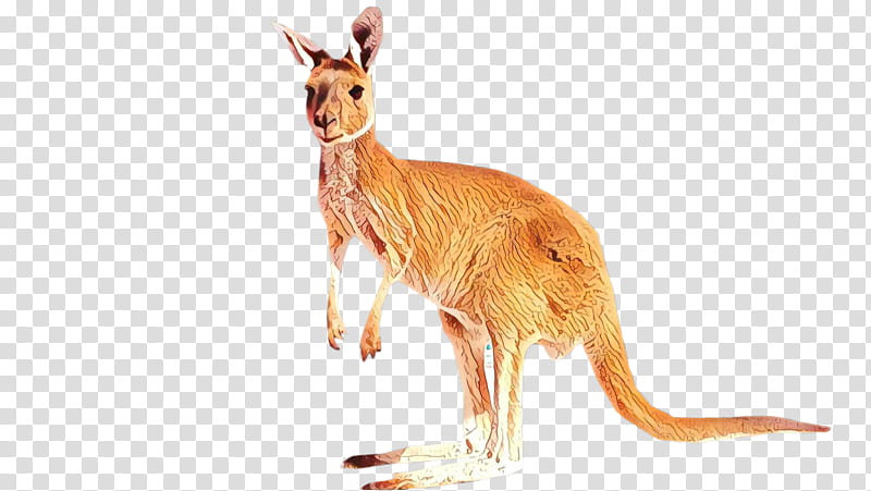 Kangaroo, Macropods, Animal, Tail, Dhgatecom, Online Shopping, Shirt, Sales transparent background PNG clipart