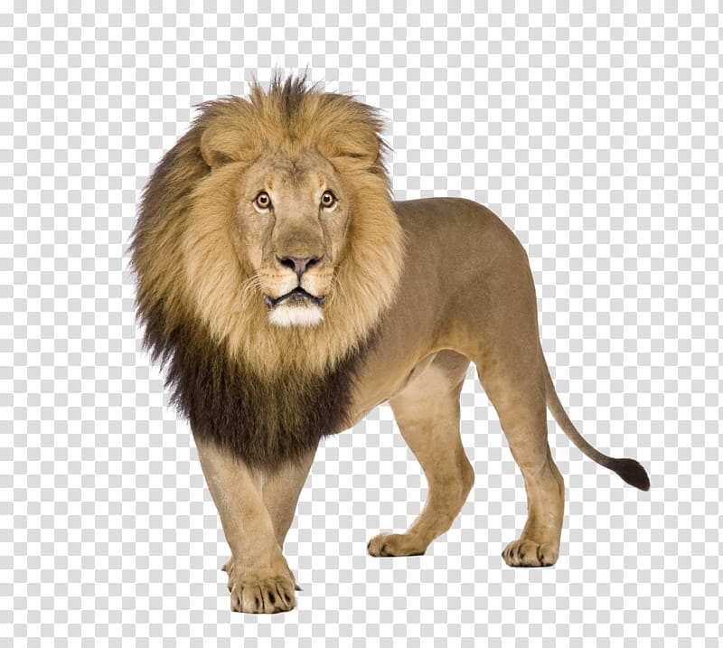 Cats, Lion, White Lion, Panthera, Masai Lion, Wildlife, Roar, Fur transparent background PNG clipart