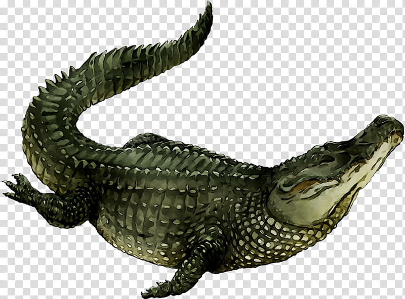 Alligator, American Alligator, Nile Crocodile, Animal, Alligators, Crocodilia, Saltwater Crocodile, Reptile transparent background PNG clipart