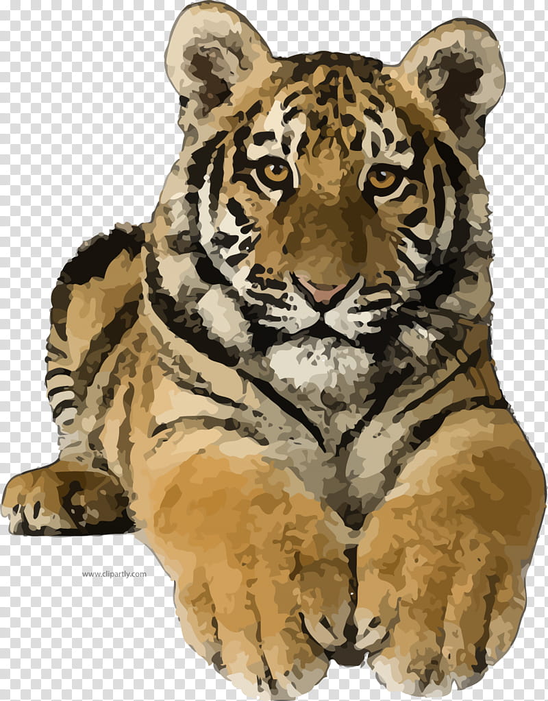 Tiger Paw, Lion, Bengal Tiger, Siberian Tiger, White Tiger, Leopard, Wildlife, Snout transparent background PNG clipart