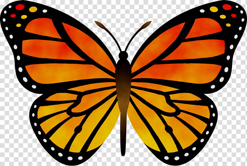 Monarch Butterfly Drawing, Silhouette, Web Design, Orange, Cartoon, Lepidoptera, Moths And Butterflies, Cynthia Subgenus transparent background PNG clipart