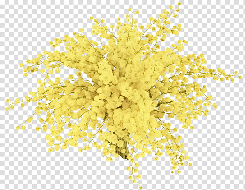 Mimosa, Yellow, Plant, Flower, Tree transparent background PNG clipart