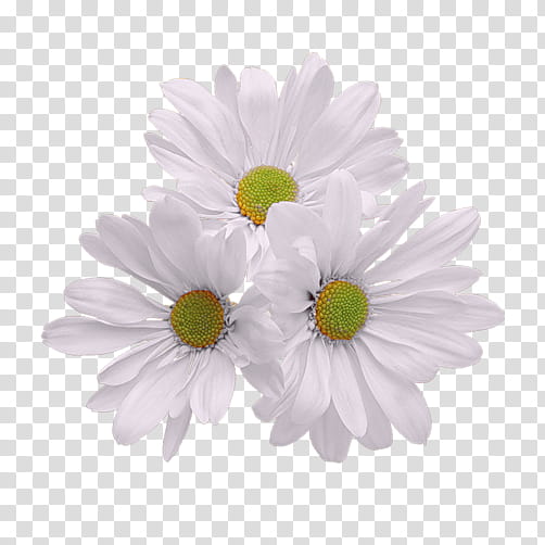 Drawing Of Family, BORDERS AND FRAMES, Floral Bouquets, Chrysanthemum, Flower, Common Daisy, Daisy Family, Barberton Daisy transparent background PNG clipart