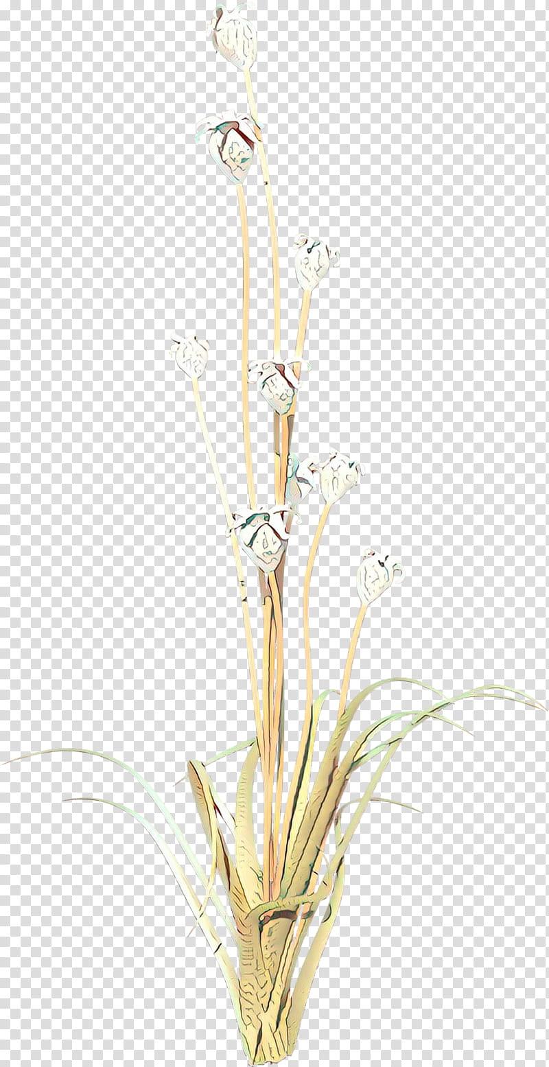 Flowers, Twig, Plant Stem, Grasses, Plants, Grass Family, Alismatales, Cut Flowers transparent background PNG clipart