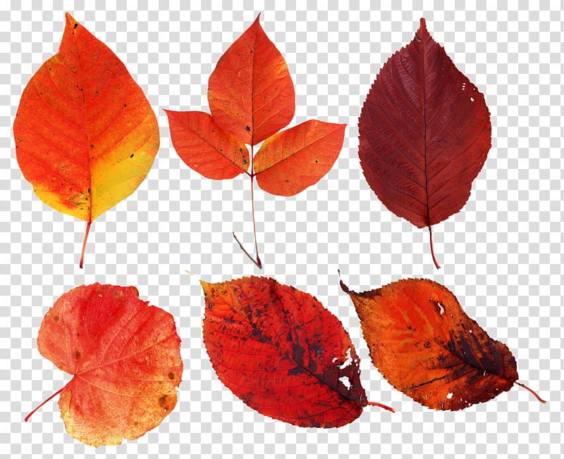 Autumn Leaves, Leaf, Comparazione Di File Grafici, Tiff, Orange, Red, Plant, Tree transparent background PNG clipart