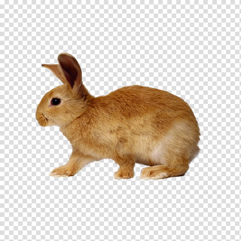 Mountain, Hare, Netherland Dwarf Rabbit, Rex Rabbit, Cottontail Rabbit, Pet, Hutch, Rabbit Rabbit Rabbit transparent background PNG clipart
