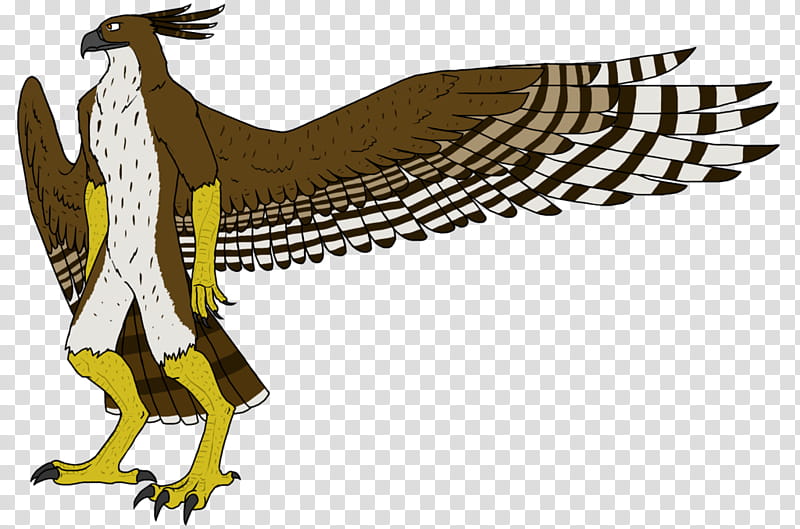 Eagle, Beak, Feather, Landfowl, Bird, Animal Figure, Osprey, Bird Of Prey transparent background PNG clipart