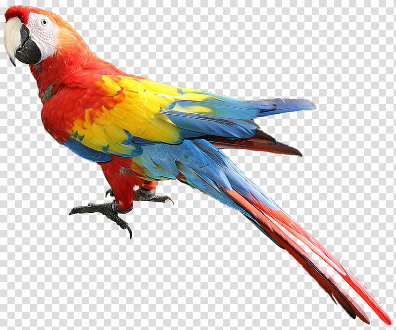 Bird Parrot, Macaw, Parakeet, Loriini, Feather, Beak, Pet, Lorikeet transparent background PNG clipart