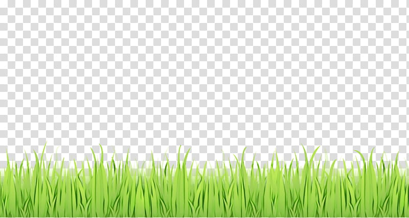 Green Grass, Lawn, Vetiver, Grassland, Cropping, Wheatgrass, Seamless, Chrysopogon transparent background PNG clipart