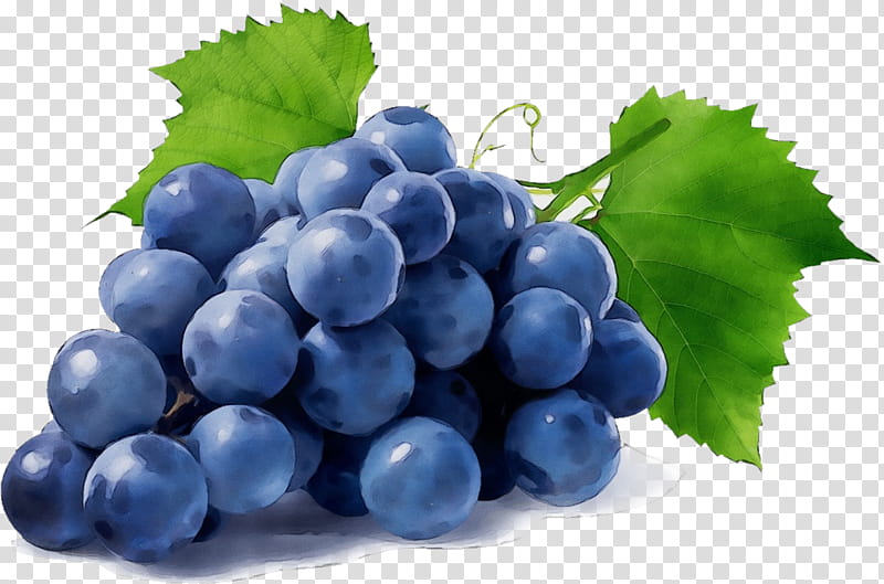 grape grape leaves seedless fruit fruit grapevine family, Watercolor, Paint, Wet Ink, Berry, Superfood, Blueberry, Bilberry transparent background PNG clipart
