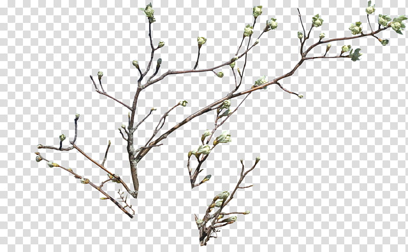 Branches , green flowering tree transparent background PNG clipart
