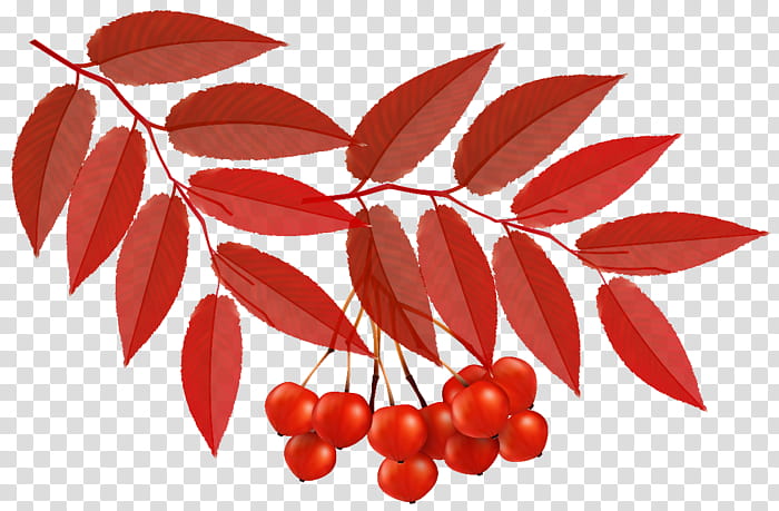 Autumn Leaf Drawing, Autumn Leaf Color, Plant, Tree, Red, Flower, Woody Plant, Fruit transparent background PNG clipart