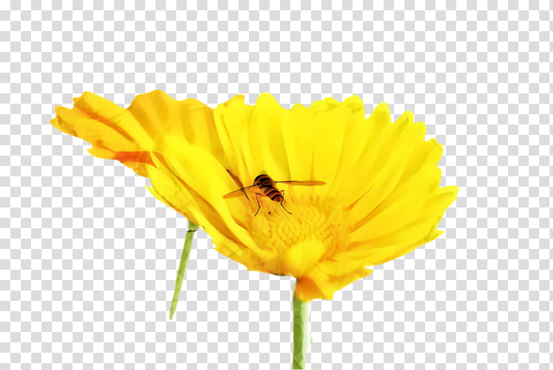 Bee, Marigold, Blossom, Bloom, Flower, Flora, Honey Bee, Nectar transparent background PNG clipart