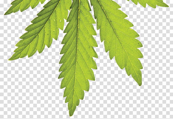 Family Tree, Cannabis, Cannabis Cultivation, Medical Cannabis, Cannabis Industry, 420 Magazine, Cannabis Shop, Joint transparent background PNG clipart