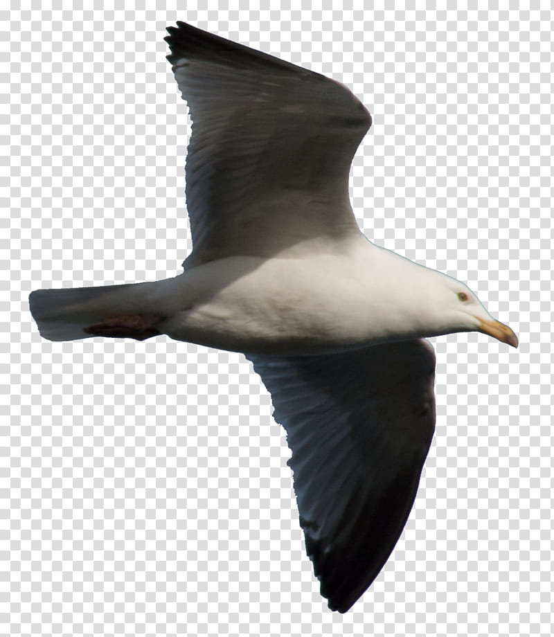 Gull, white and black bird transparent background PNG clipart