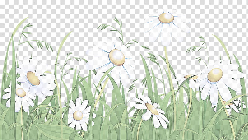 grass flower camomile snowdrop plant, Meadow, Mayweed, Spring transparent background PNG clipart