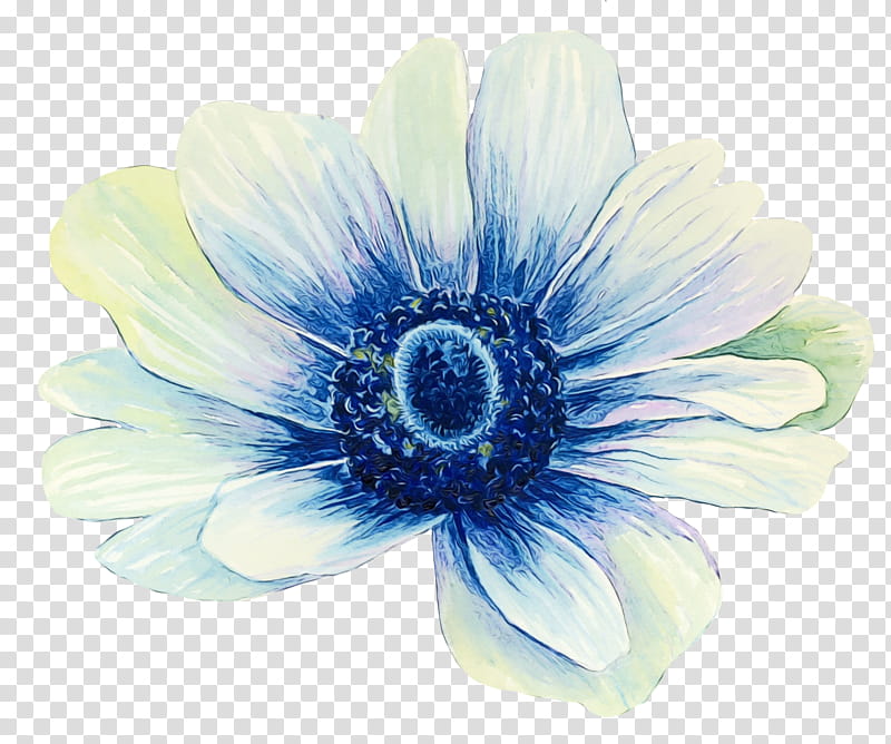 Watercolor Flower, Anemone, Daisy Family, Common Daisy, Blue, Petal, Plant, Gerbera transparent background PNG clipart
