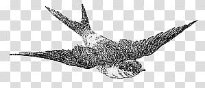 Miscellaneous s, brown sparrow illustration transparent background PNG clipart