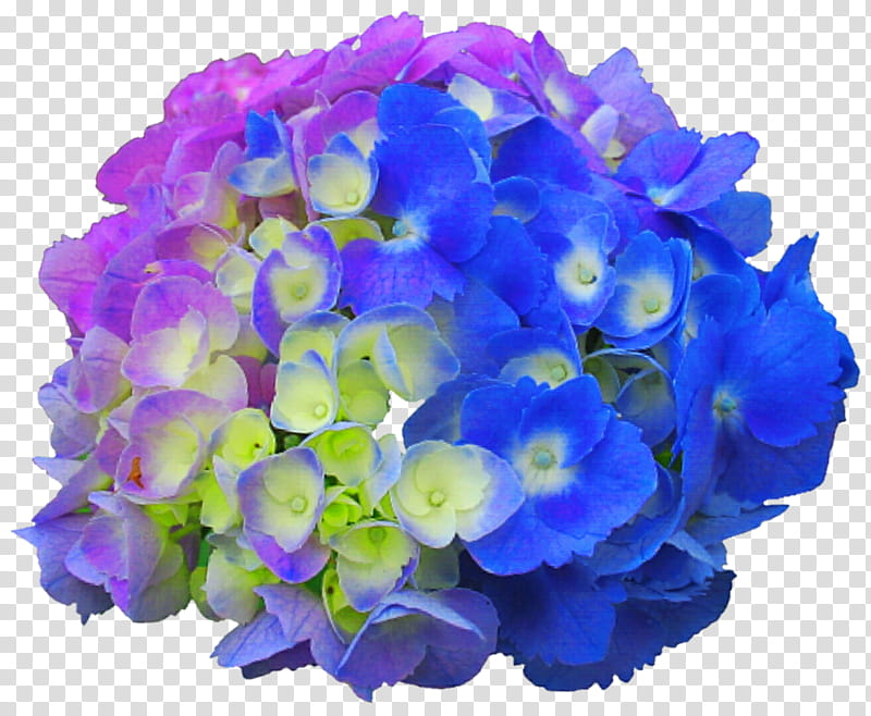 Tri Colored Hydrangea transparent background PNG clipart