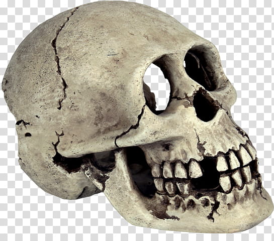 Skull, Skeleton, Bone, Human Skeleton, Animal Skulls, Human Skull, Knm Wt 17000, Physiology transparent background PNG clipart