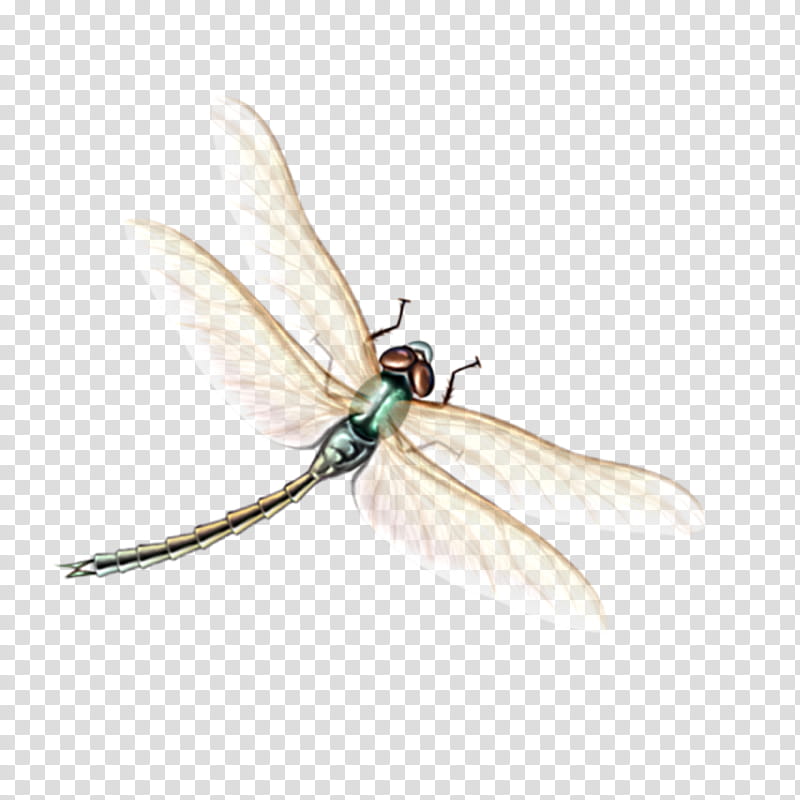 insect dragonflies and damseflies fly pest damselfly, Wing, Dragonfly, House Fly, Netwinged Insects transparent background PNG clipart