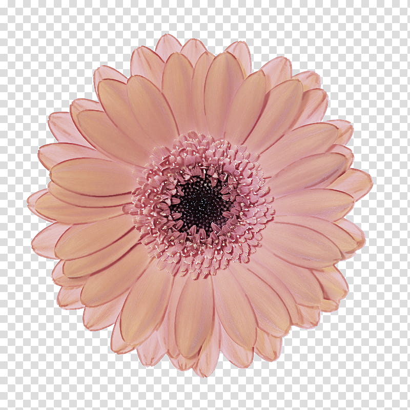 barberton daisy gerbera flower pink petal, Plant, Flowering Plant, Cut Flowers, Daisy Family, African Daisy transparent background PNG clipart