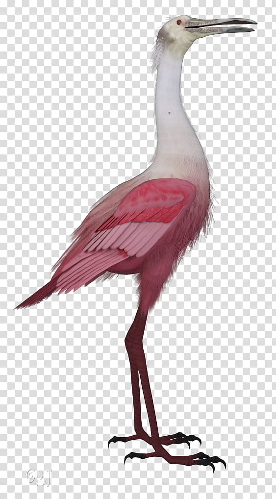 Crane Bird, White Stork, Wader, Heron, Beak, Roseate Spoonbill, Ibis, Water Bird transparent background PNG clipart