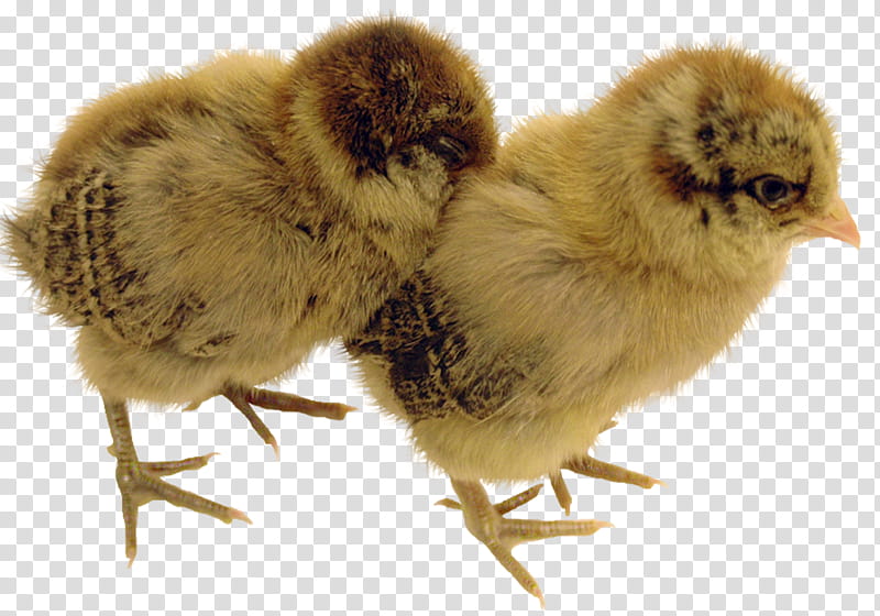 two yellow chicks transparent background PNG clipart