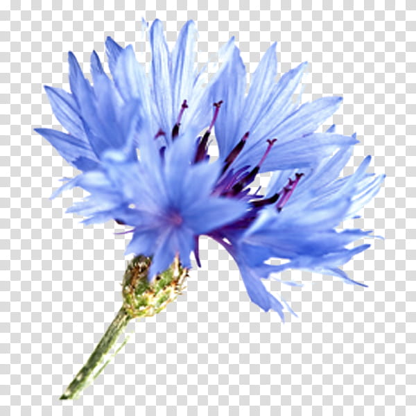 Blue Watercolor Flowers, Cornflower, Watercolor Painting, Drawing, Watercolour Flowers, Wildflower, Blue Flower, Knapweeds transparent background PNG clipart